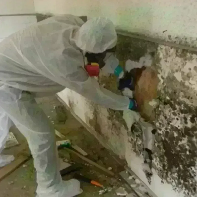 Mold Remediation and Removal in Rayne, LA